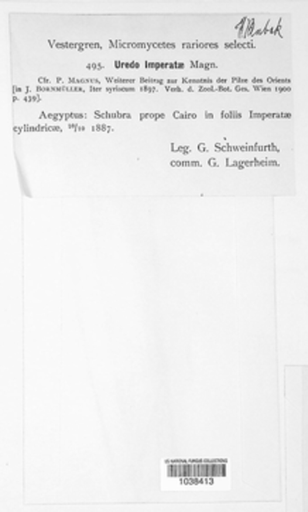 Puccinia imperatae image